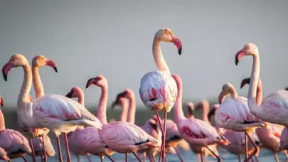 Türkiye'deki otoban projesi, dünyadaki flamingo nüfusunu tehlikeye soktu!