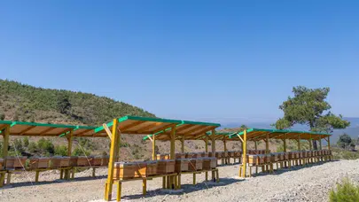 Yenişehir, Türkiye'de bir ilke imza atarak ekolojik tarım ve arı merası kurdu