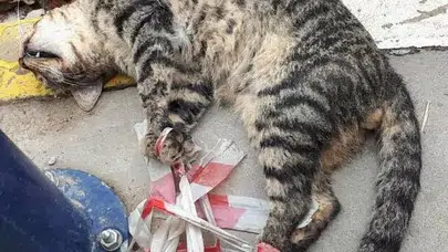 Kaldırımda kafası kesilmiş kedi bulundu!