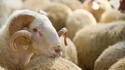 Mamak’ta Kurban Bayramı İçin Tüm Hazırlıklar Tamam