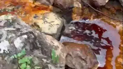 Sivas Güzelyurt'ta dere kan rengine büründü