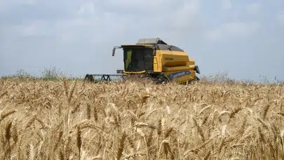Buğday rekoltesinde korkutan düşüş
