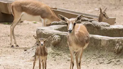 İzmir Doğal Yaşam Parkı’nda zebra, lemur, ceylan gibi hayvanların bebek heyecanı