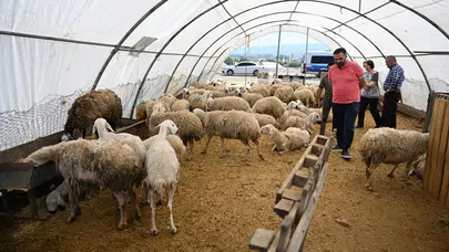 Ankara'da kurban pazarlarında yoğunluk bayramın ikinci gününde devam ediyor