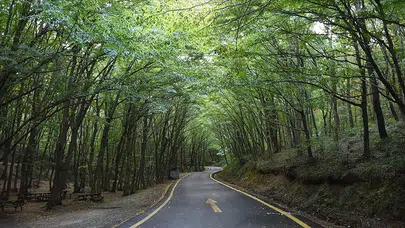 Muğla’da ormanlık alanlara girişler yasaklandı