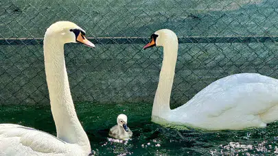 Kuğulu Park, 15 yıl aradan sonra beyaz kuğu yavrusunun adı Parla oldu