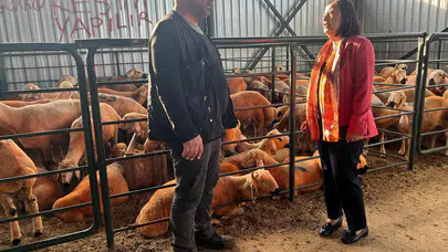 CHP'li Süllü: Hayvan pazarında büyük bir durgunluk var