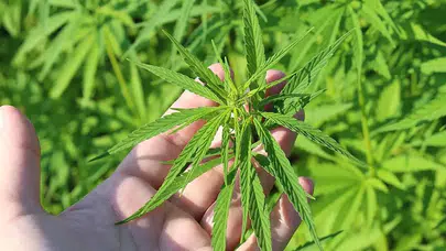 Kenevir Ürünlerine Eczane Şartı: Satışa Sıkı Denetim Geliyor!