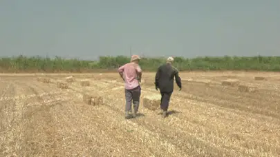 Silivri’de Kavurucu Sıcakta Saman Mesaisi: “Devletimize Oy Verdik, Pişmanız”