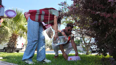 “Gelin Birlikte Yaşatalım” Çağrısıyla Sokak Hayvanlarına Su Seferberliği