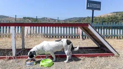İzmir Büyükşehir Belediyesi 100 Tonluk Köpek Maması Üretiyor