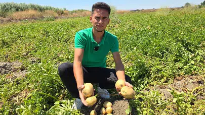 Patates Üreticisi Ürünü Elinde Kaldı, Ücretsiz Dağıtarak Tepki Gösterdi