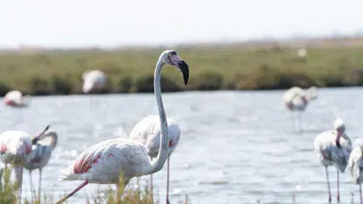İzmir'de Flamingo Yolu Turları Başladı, Kuş Gözlemi İmkânı Sunuyor!