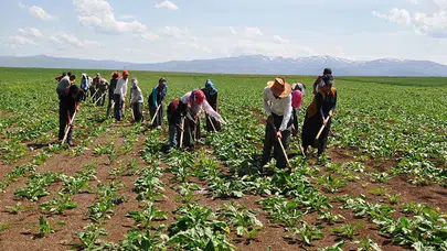 Mevsimlik İşçiler Devletten Umudunu Kesti: Suriye Vatandaşı Olmak İstiyoruz!