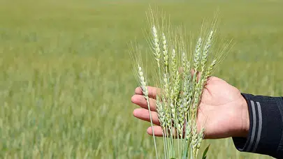 Ziraat Odası Uyardı: “Nüfus Artıyor, Üretim Yerinde Sayıyor”