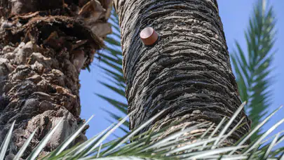 İzmir, palmiye ağaçlarını korumak için yapay zeka ve sismik sensör kullanıyor!