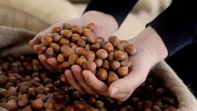 Karadenizli Üretici İçin Kritik Uyarı: “Fındıkta Sürdürülebilir Fiyatlama Şart”