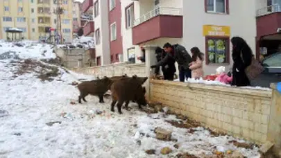 Tunceli'de vatandaşlar, şehre inen yaban domuzlarını besledi