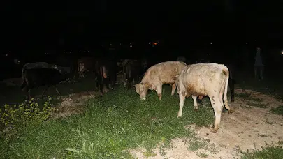 Çoban uyuya kaldı inekler şehre indi