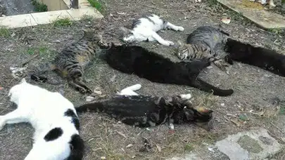 Antalya'da kedi katliamı