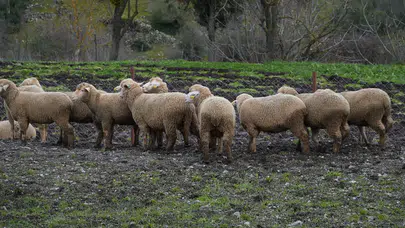 Balıkesir Büyükşehir'den Çiftçiye Destek: 100 Hayvana Yüzde 100 Hibe Dağıtımı Başladı