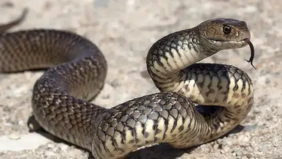 Anneyi yılan soktu… Bebeği de öldü