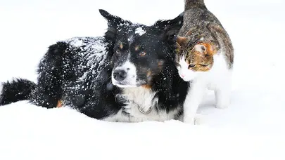 Antalya'da 12 köpek ve 2 kediyi zehirle katlettiler