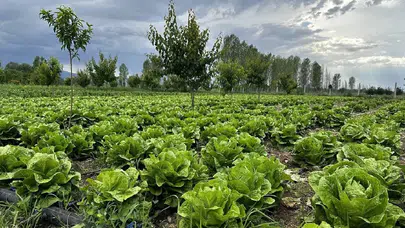 AB’nin Pestisit Azaltma Hedefi Zora Girdi: Glifosat Tartışması Yeniden Gündemde
