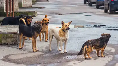 Bakandan Sokak Köpekleri İçin Ekim Ayı Açıklaması: “Kalan Hayvanlar Barınaklara Alınacak”