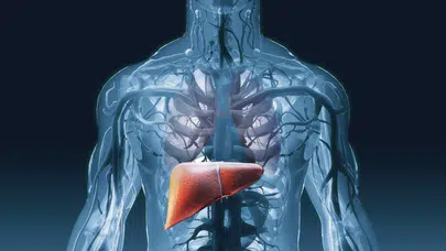 Karaciğer Sağlığını Korumak İçin Ne Yapmalıyız? Karaciğer Hastalıkları Nelerdir? Karaciğer Anatomisi
