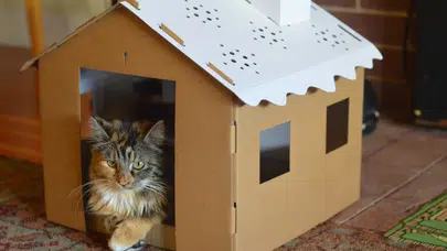Kedi evi yapmak isteyen Alper Engeler'i öldüren zanlı tutuklandı
