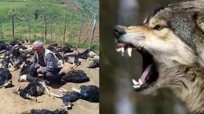 Ahıra saldıran kurtlar 49 keçiyi parçaladı