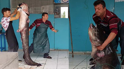 İznik Gölü'nde 2 metrelik yayın balığı yakalandı