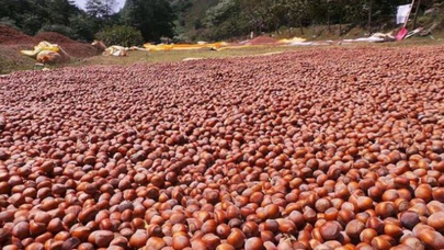Giresun'da fındık fiyatı sezona 13 liradan başladı
