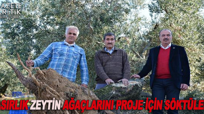 ASIRLIK ZEYTİN AĞAÇLARINI PROJE İÇİN SÖKTÜLER