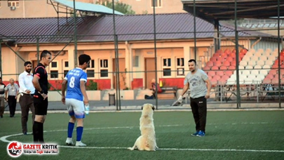 Oyun oynamak isteyen köpek sahaya girince maça ara verildi