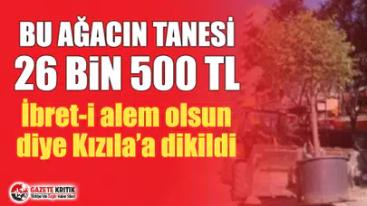 Melih Gökçek'in ağaçları ''ibret-i alem'' için Kızılay'a dikildi