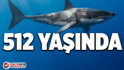 Grönland’da 512 yaşında köpekbalığı tespit edildi