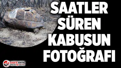 Marmara Adası'nda saatler süren kabus ! 80 hektar kül oldu