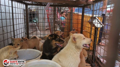 Koronavirüsün yayıldığı Çin'de hayvan katliamı: 'Köpek Eti Festivali' tüm tepkilere rağmen başladı