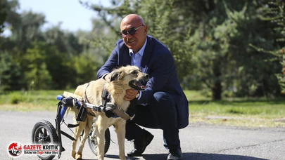 CHP'li Tanal: 'Hayvanları Devletten Korumalıyız'