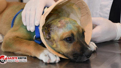 Kuşadası Belediyesi'nden kulakları kesilen yavru köpeğe şefkat eli