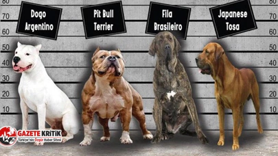 Bu köpekleri sahiplenen 11 bin lira ceza ödeyecek