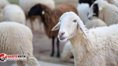 Kurban Bayramı ile ilgili flaş gelişme: Bu sene yasaklandı!