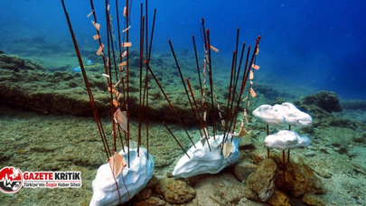 Bodrum'da Sualtı Fotoğraf Yarışması başlıyor