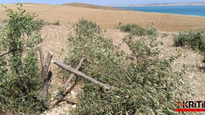"GÖREVİ ZEYTİN AĞACINI KORUMAK OLAN KURUM SUÇ İŞLEDİ"