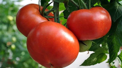 Domatesin fiyatı yeniden artışa geçti
