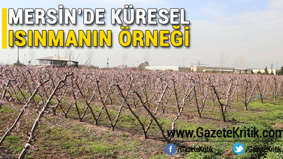 Mersin'de küresel ısınmanın örneği