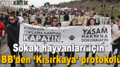 Sokak hayvanları için İBB'den 'Kısırkaya' protokolü
