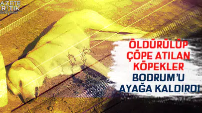 Öldürülüp çöpe atılan köpekler Bodrum'u ayağa kaldırdı